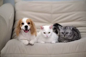 Doudou, Dabai, and Niuniu sitting together on a sofa